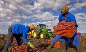 africa-farming-sweet-pota-002